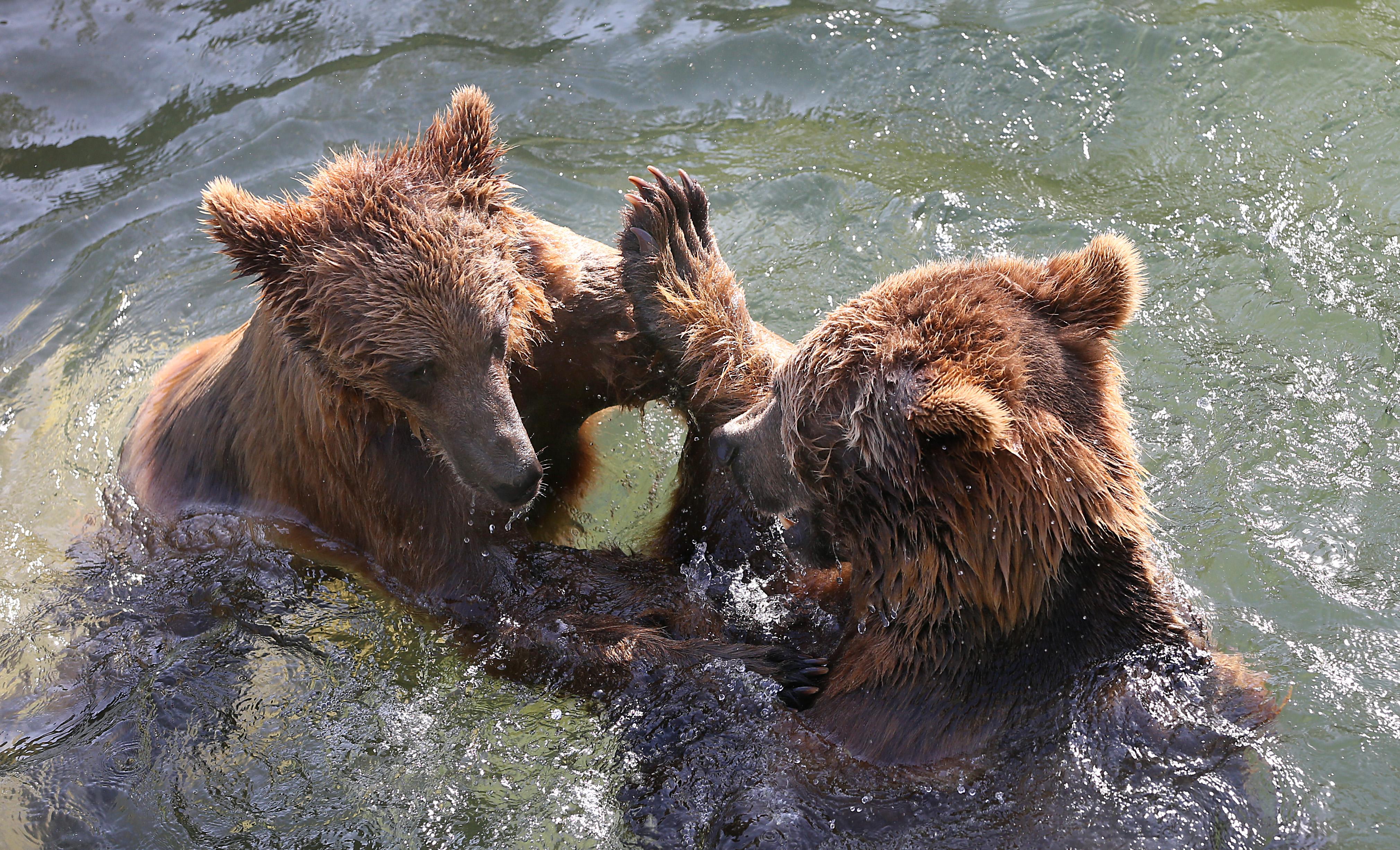 Фото Беренграбен (медвежья яма)