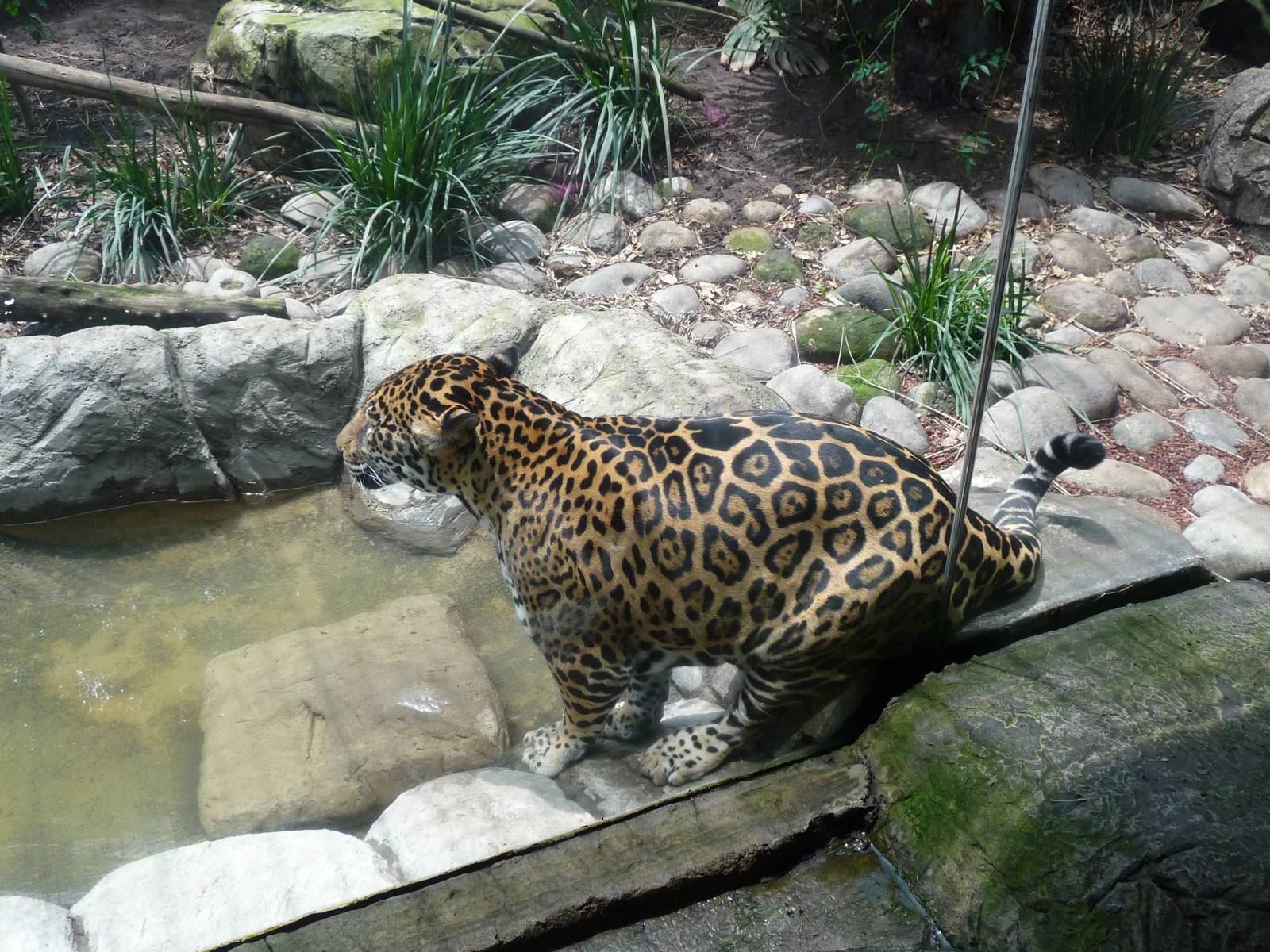 Фото Зоопарк Сан Хуан де Арагон