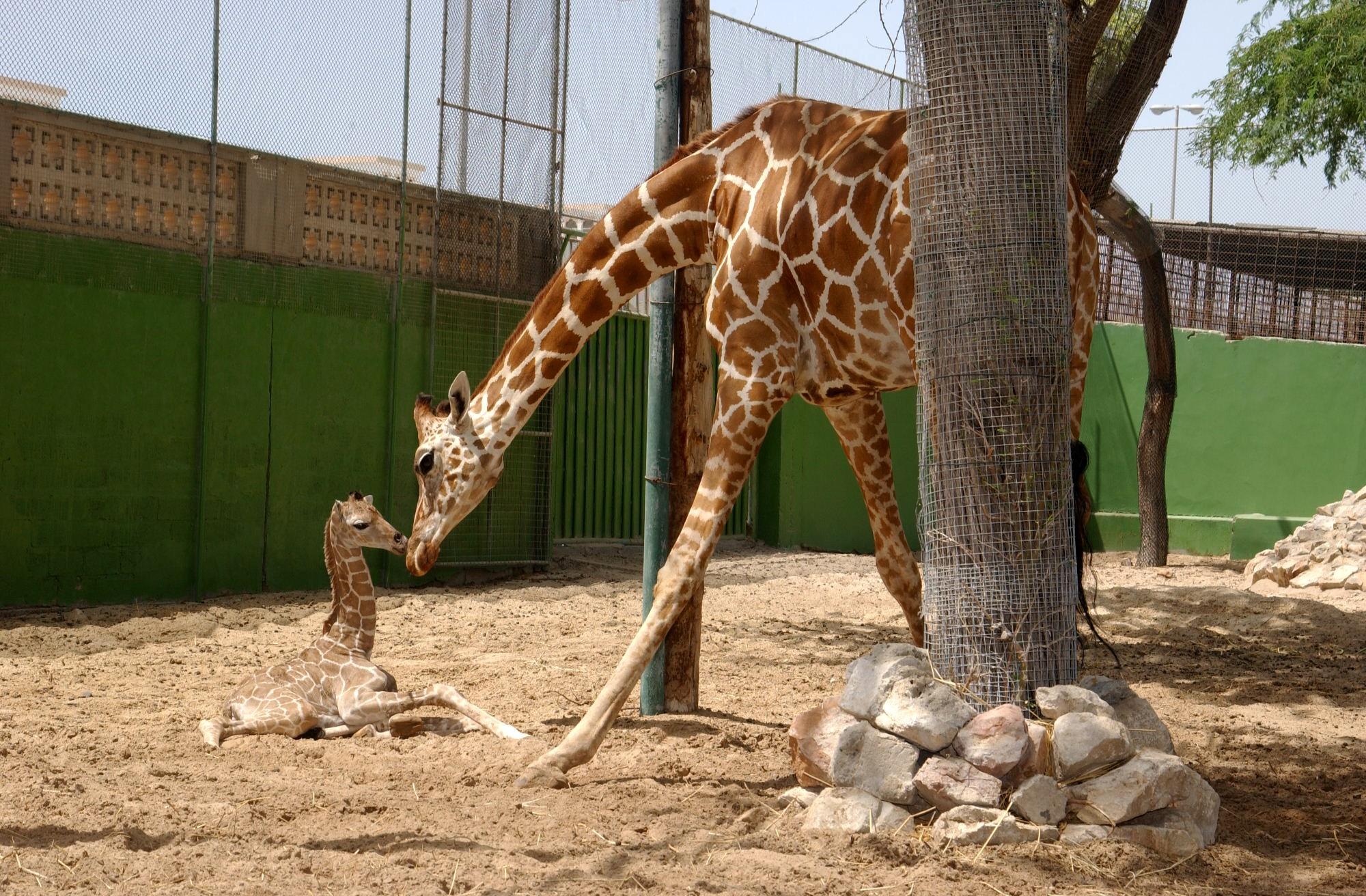 Фото Зоопарк Дубай