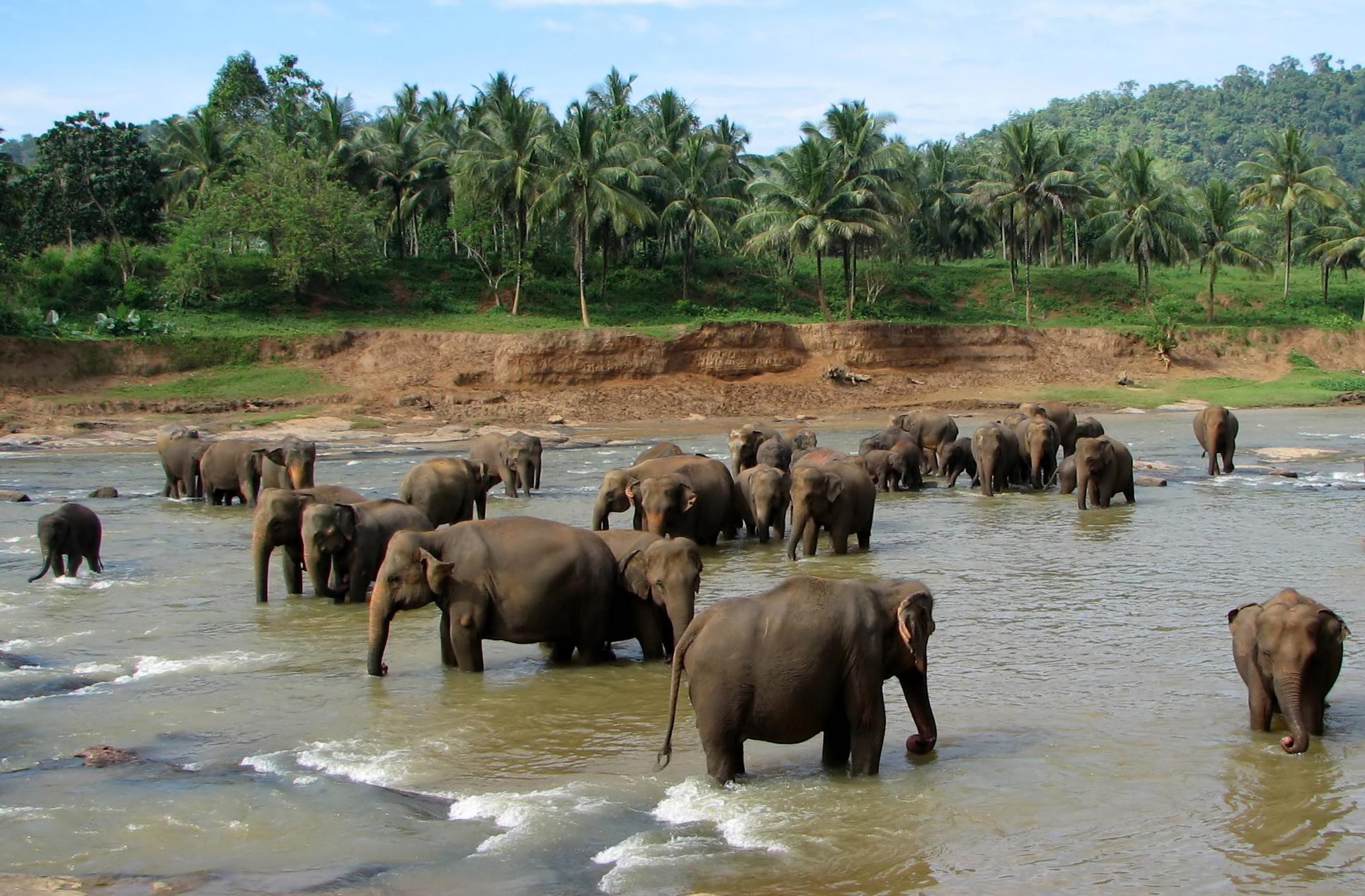 Фото Приют для слонов Пиннавела