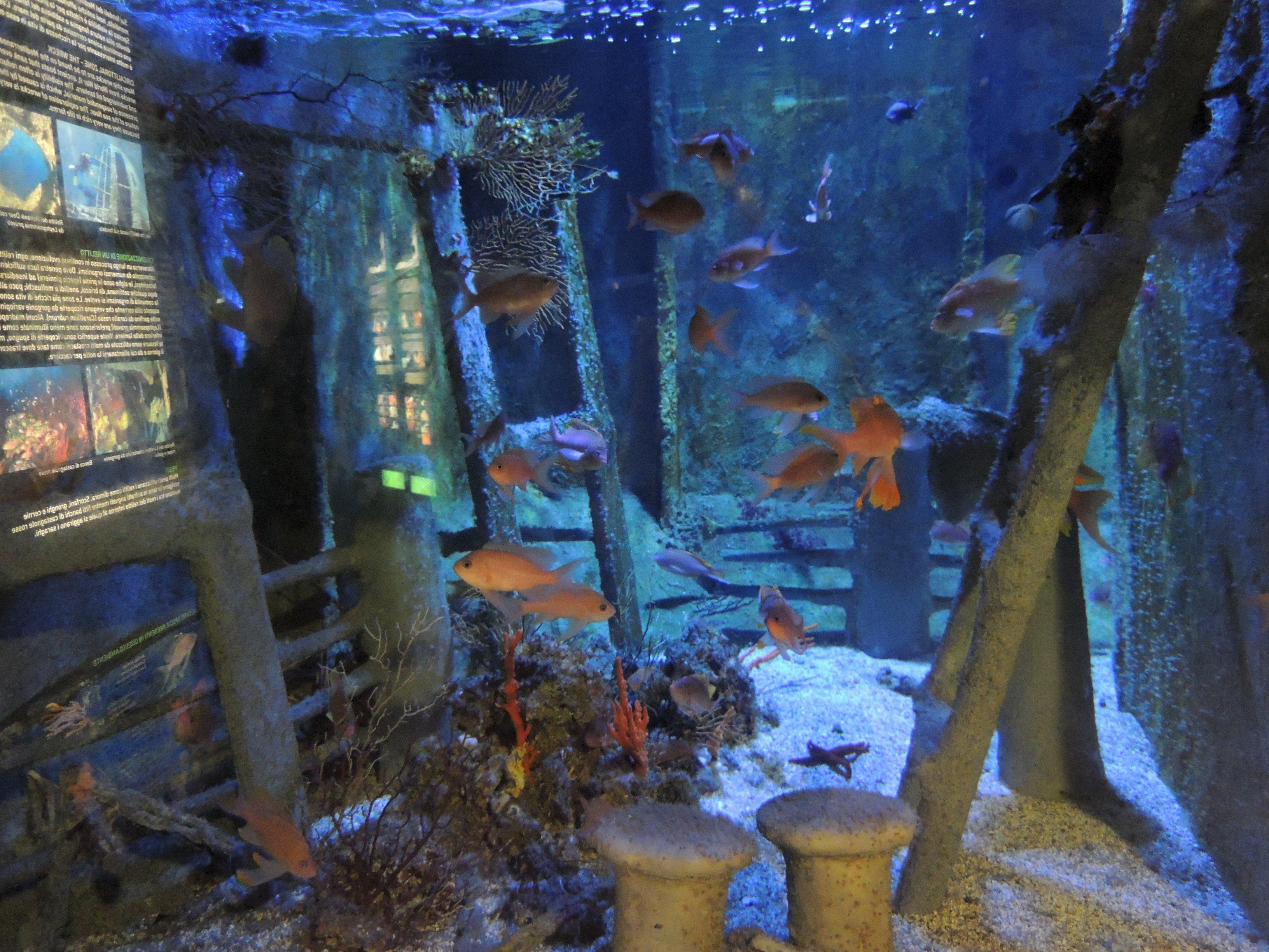 Фото Миланский аквариум