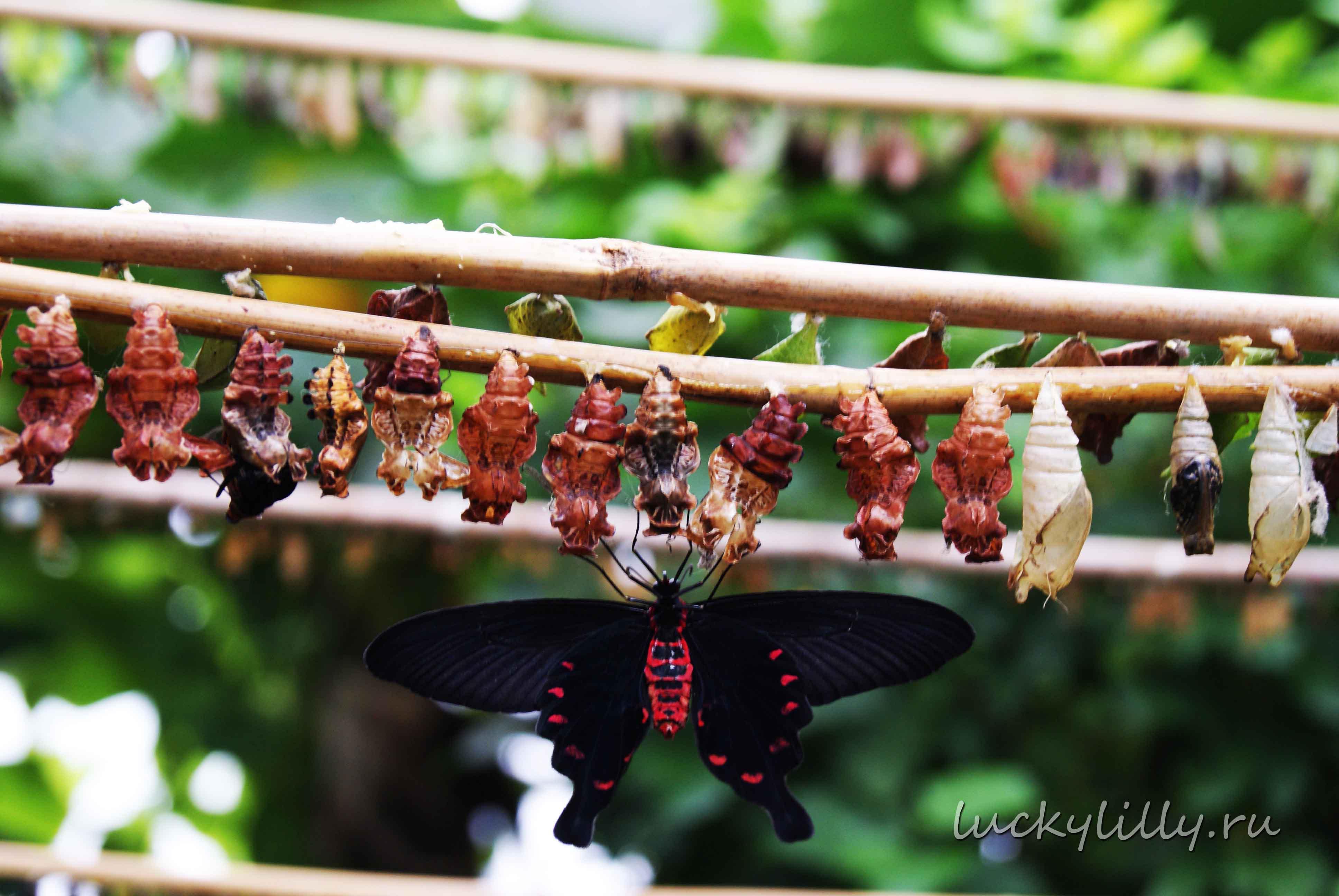 Фото Дом бабочек