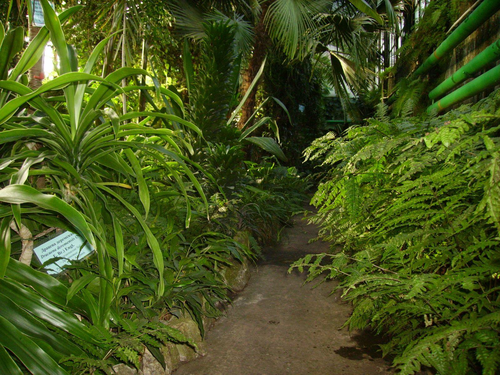 Фото Ботанический сад СамГУ