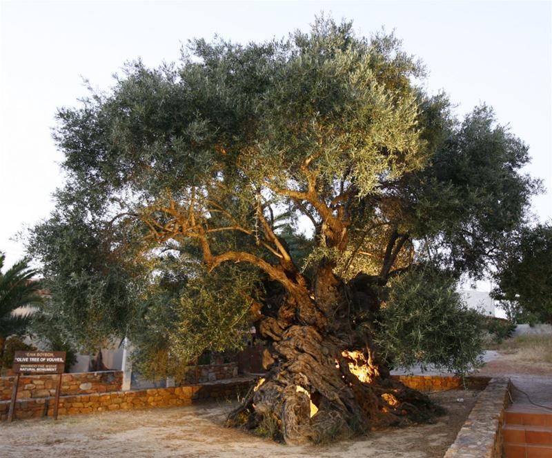 Фото Старейшее оливковое дерево