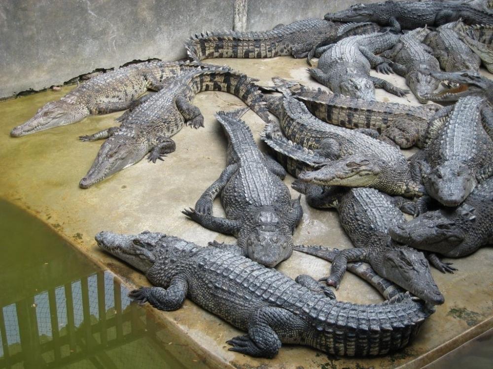 Фото Крокодиловая ферма и зоопарк в Самутпракарн