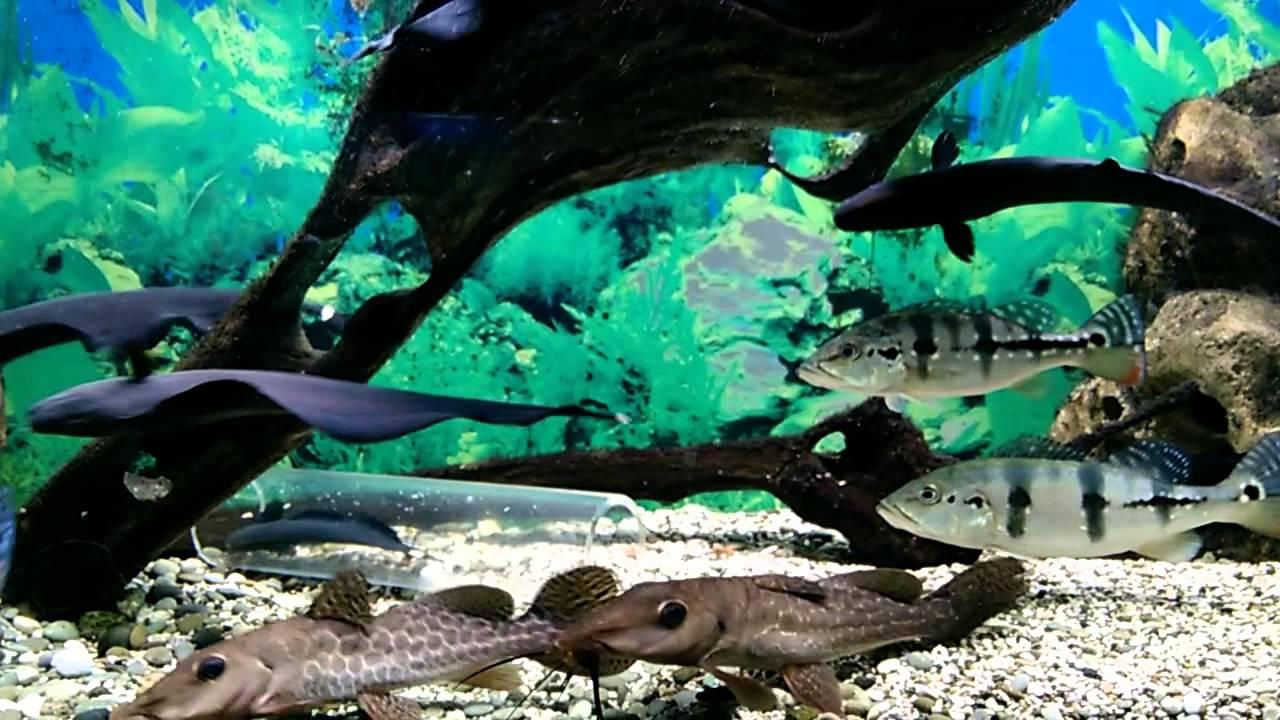 Фото Алуштинский аквариум
