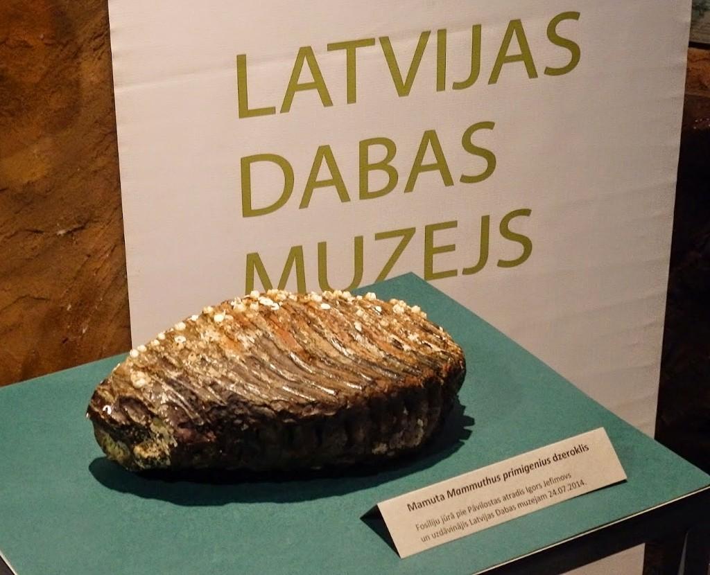 Фото Латвийский музей природы