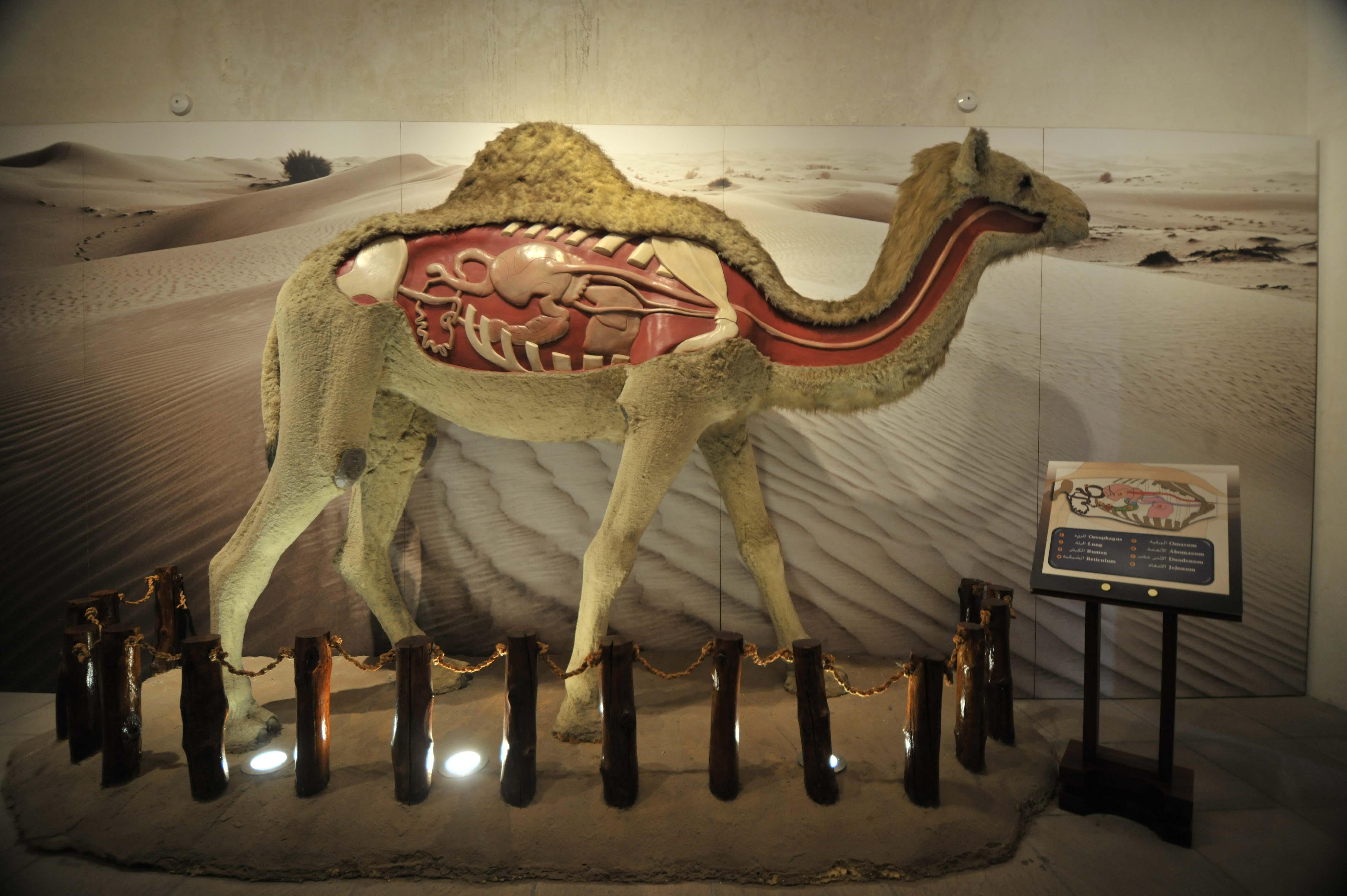 Фото Музей верблюдов