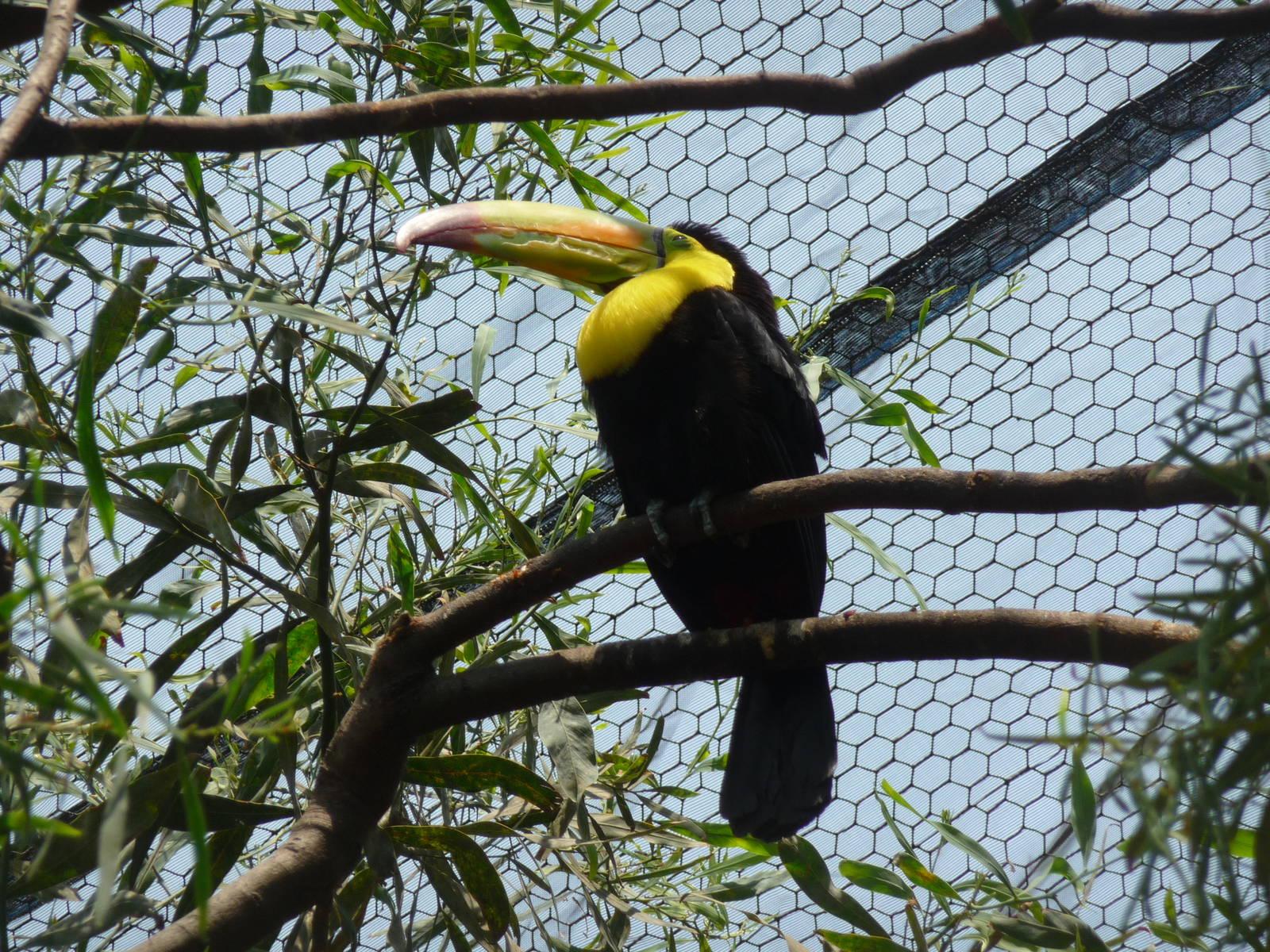 Фото Зоопарк Сан Хуан де Арагон
