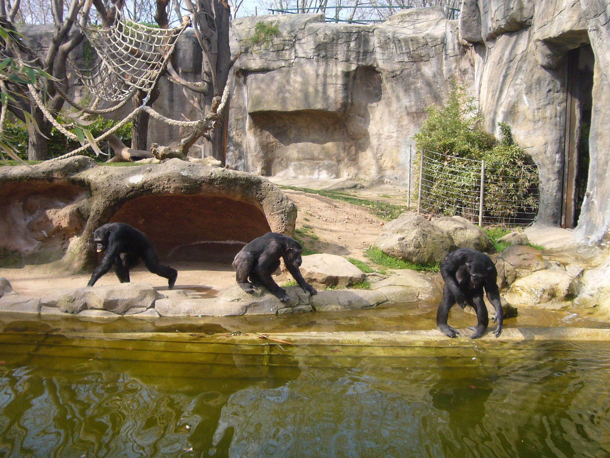 Фото Барселонский зоопарк