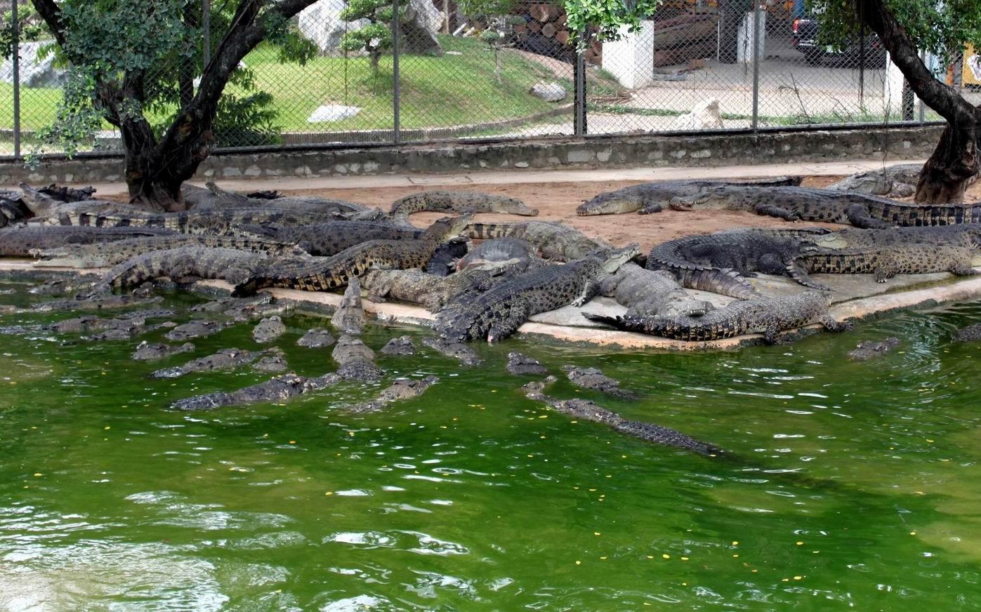 Крокодиловая ферма и зоопарк в Самутпракарн