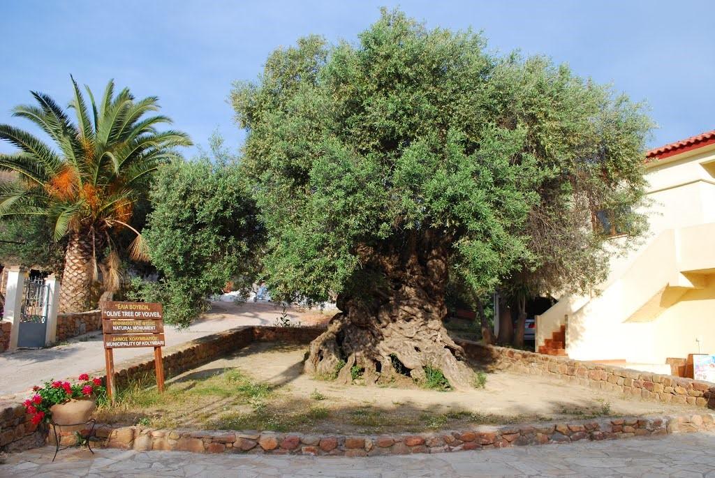 Фото Старейшее оливковое дерево