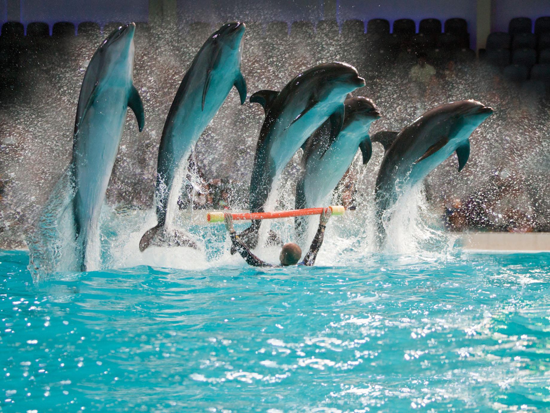 Фото Дубайский дельфинарий