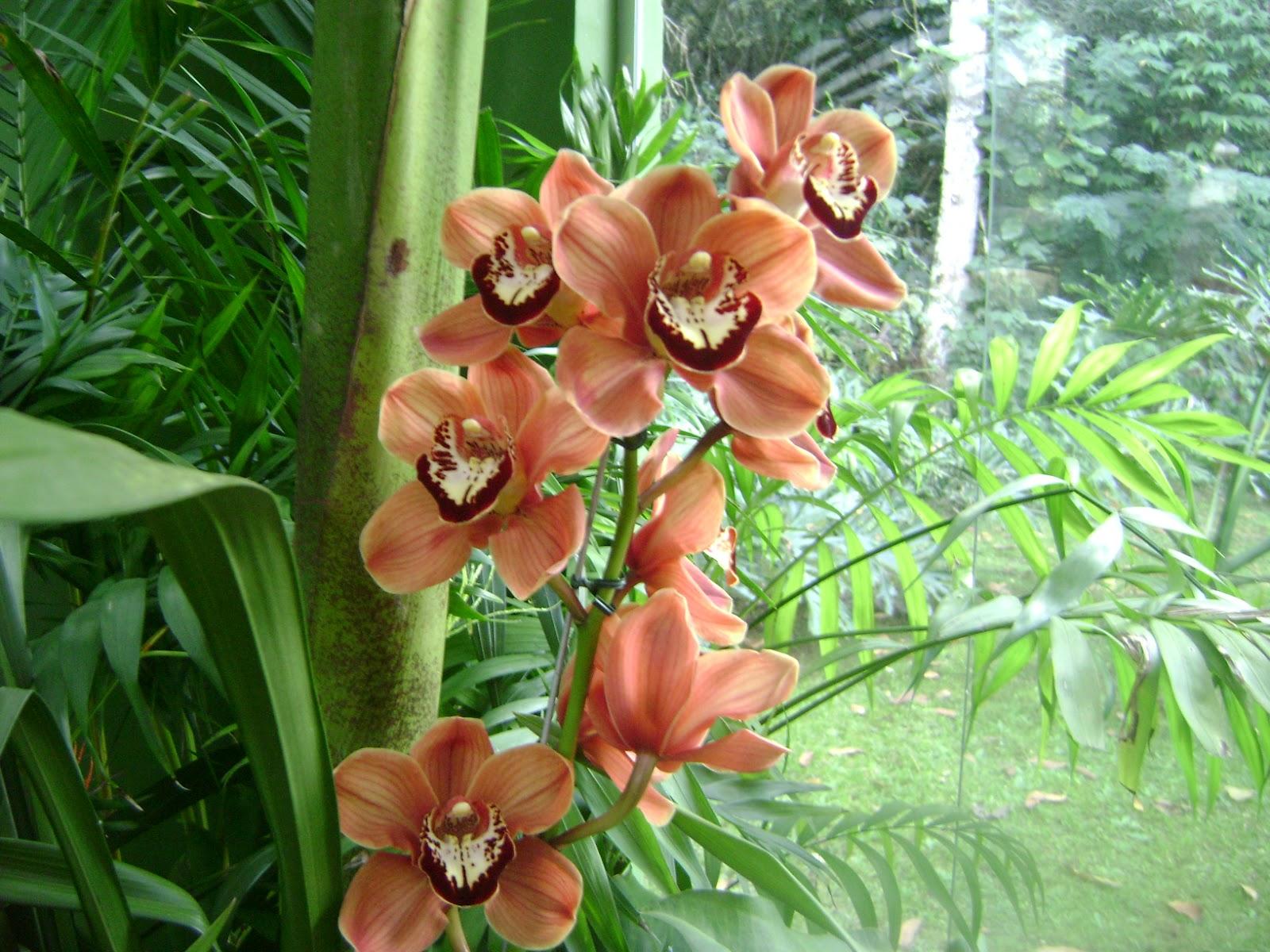Фото Сад орхидей Аранда