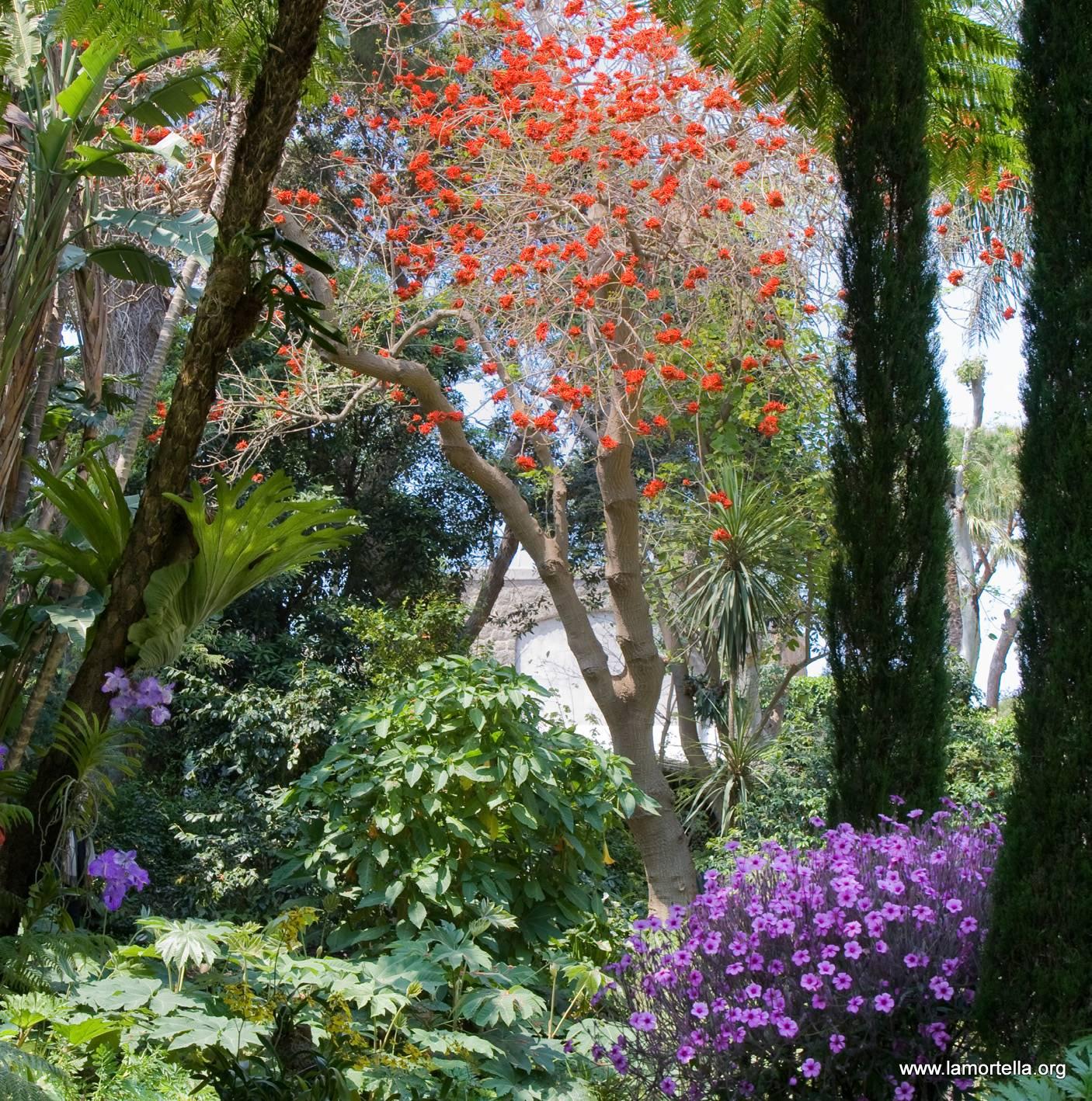 Фото Ботанический сад «Ла Мортелла»
