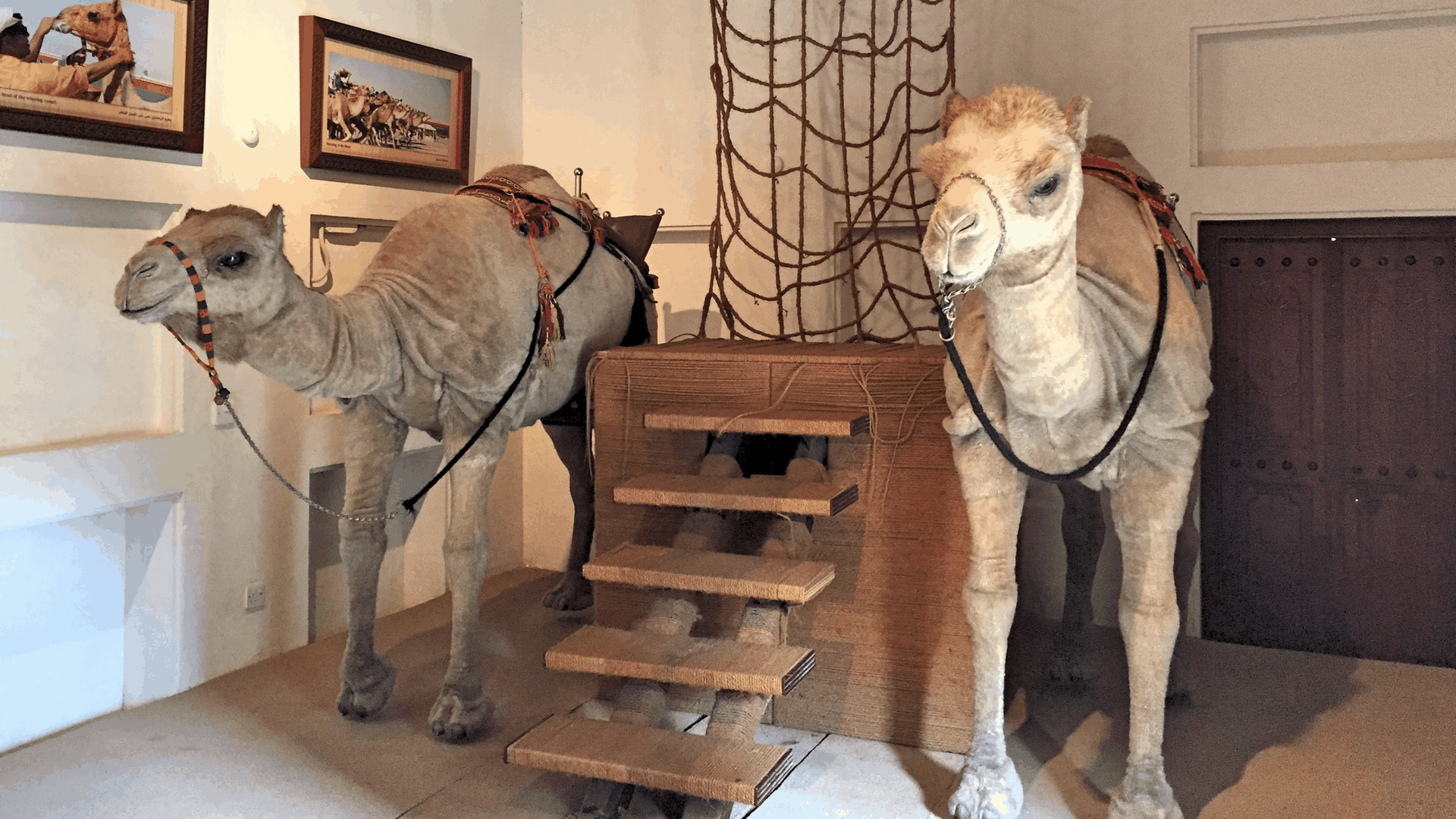 Фото Музей верблюдов