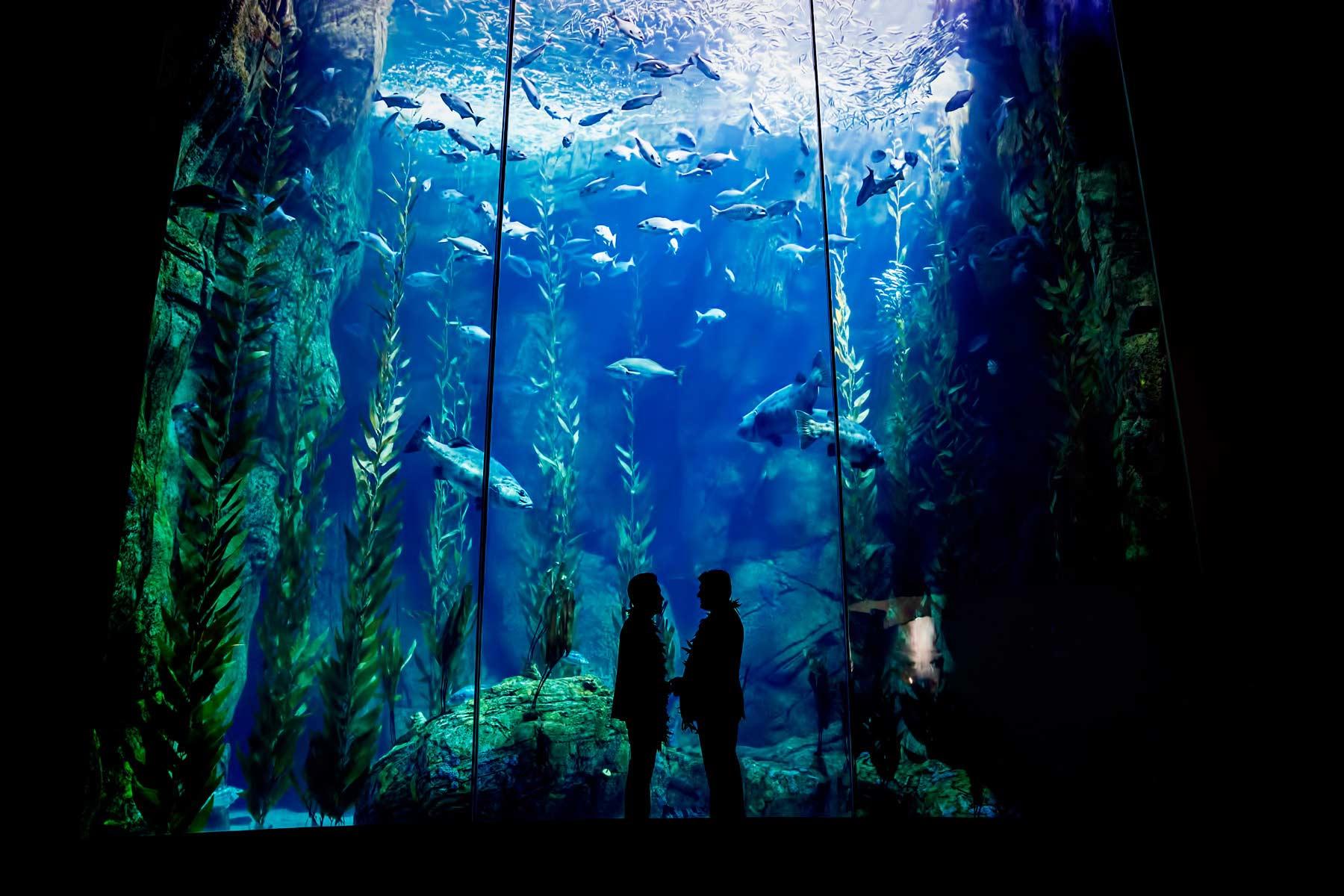 Тихоокеанский аквариум Лос Анджелес